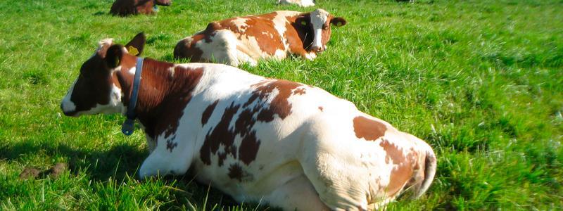 kaksi lehmaa makaa laitumella